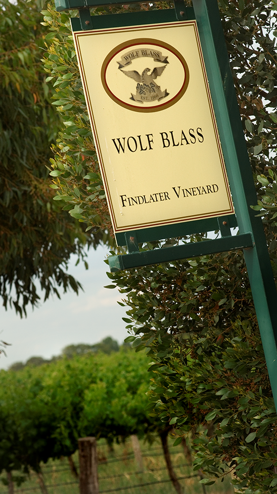 Picture of Wolf Blass Yellow Label Chardonnay 2020/21, South Australia