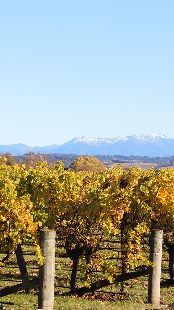Picture of Waimea Estates Sauvignon Blanc 2022/23, Nelson