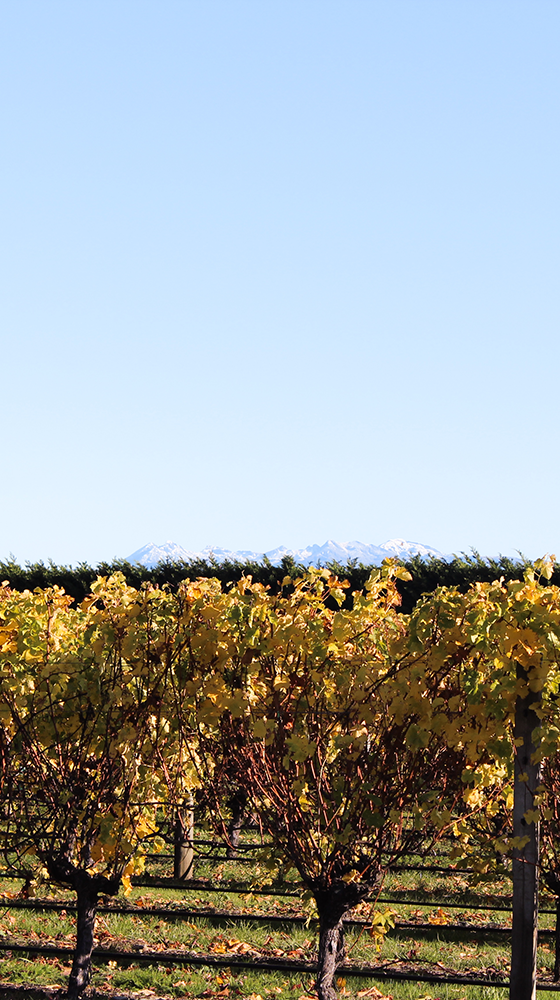 Waimea Estate Grüner Veltliner 2017, Nelson Majestic Wine