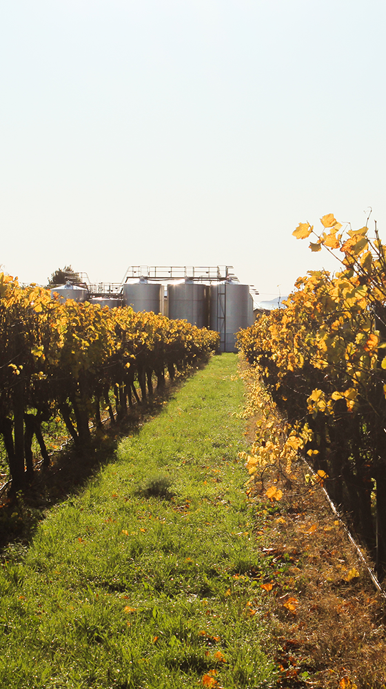 Waimea Estate ' Sauvignon Gris 2019, Nelson Majestic Wine