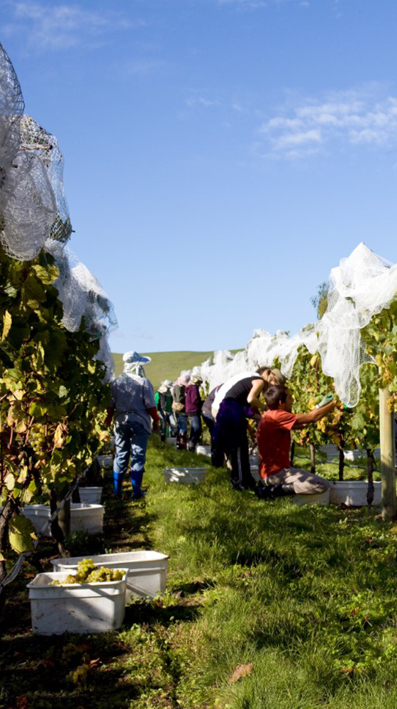 Waimea Estate ' Sauvignon Gris 2019, Nelson Majestic Wine