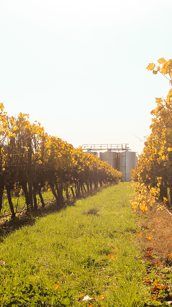 Waimea Estate Albariño 2018, Nelson Majestic Wine