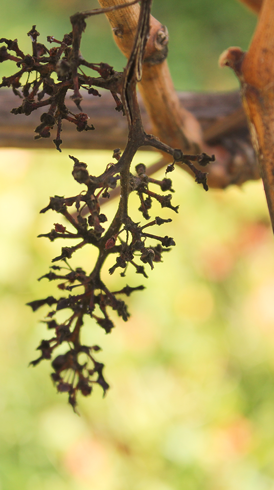 Picture of Waimea Estates Albariño 2023/24, Nelson