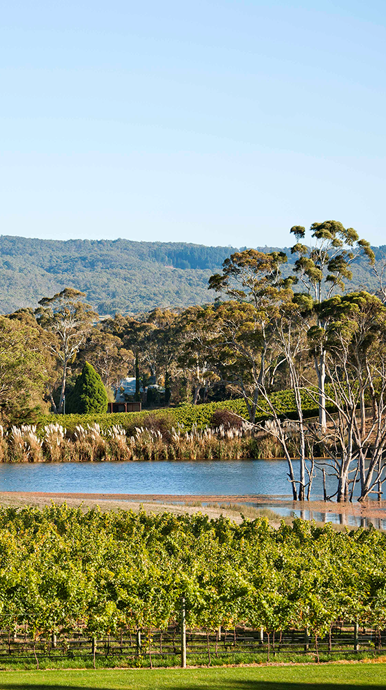 Picture of Shaw + Smith ‘M3’ Chardonnay 2023/24, Adelaide Hills