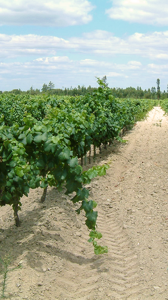 Picture of Adega de Pegões ‘Selected Harvest’ White 2023/24, Portugal