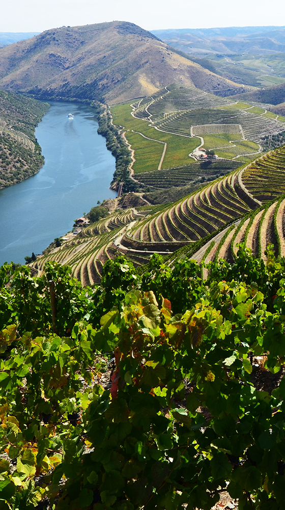 Picture of S&R Douro Red 2018, Portugal