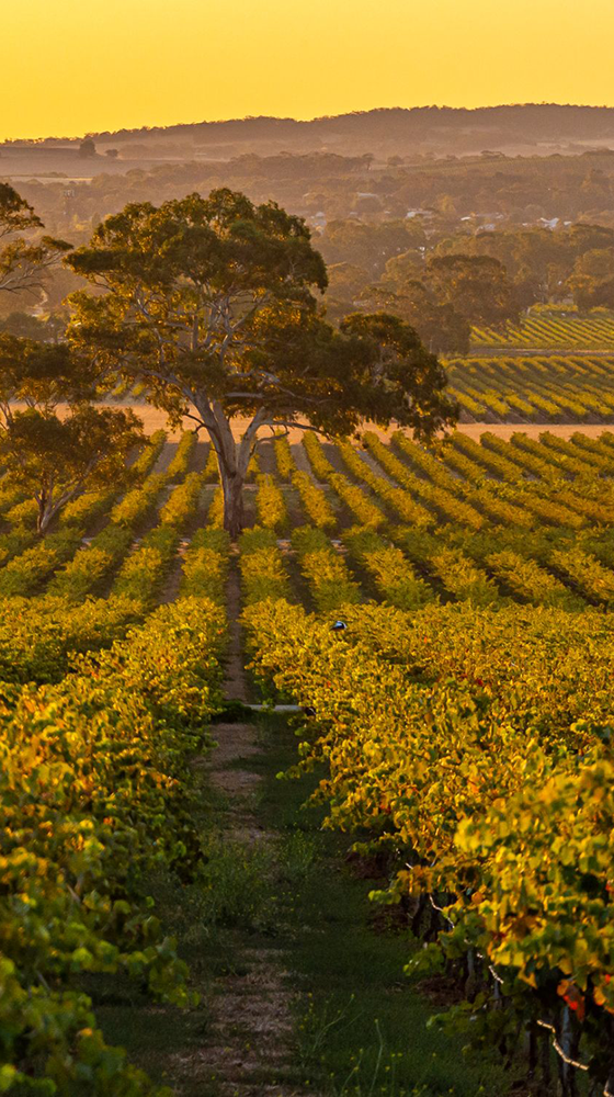 Picture of Yalumba 'The Signature' Cabernet Sauvignon-Shiraz 2019/21, Barossa