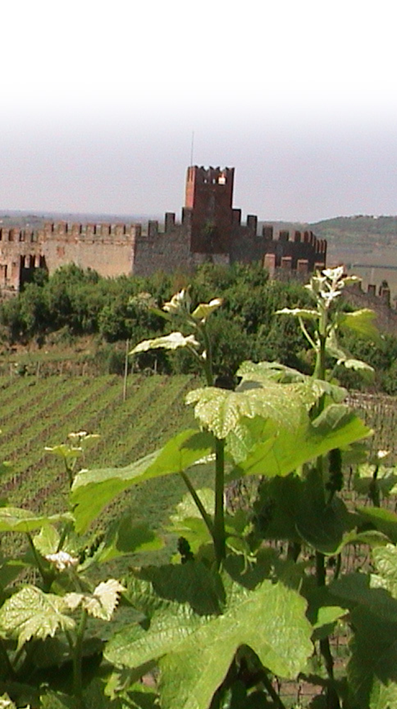 Picture of Pieropan Soave Classico DOC 2023/24