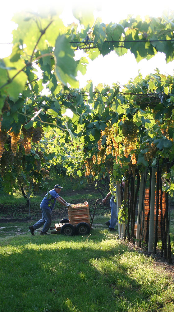 Picture of Pieropan Soave Classico DOC 2023/24