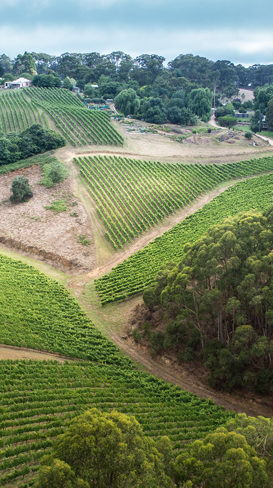 Picture of Petaluma Chardonnay 2019/21, Piccadilly Valley