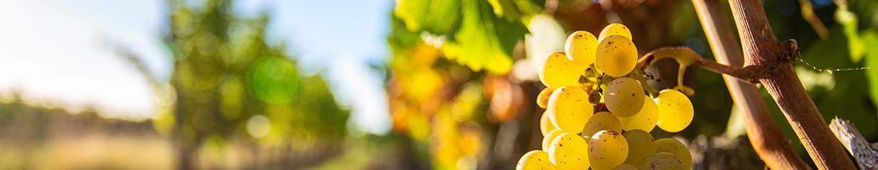 Chardonnay