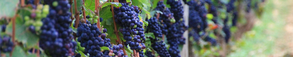 Pinot Noir