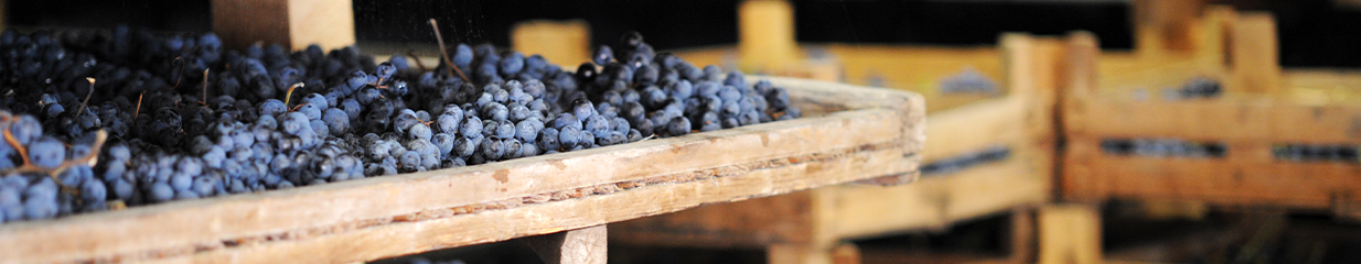 Amarone vs Valpolicella: An Italian Wine Lover’s Guide to Venetian Reds