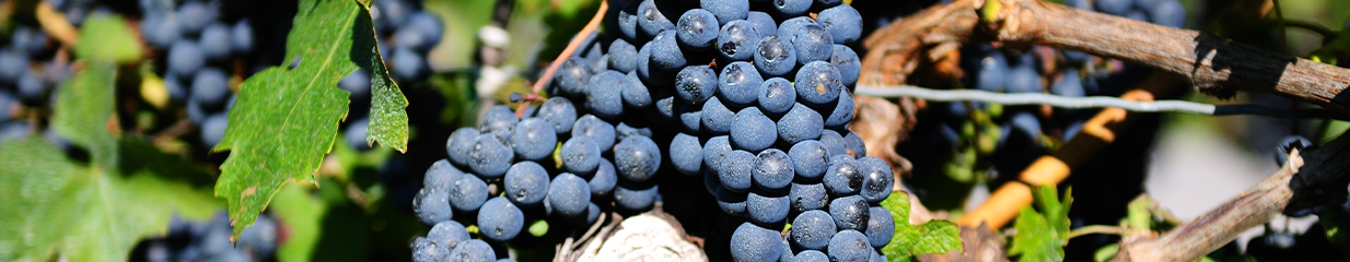 Syrah vs Shiraz: What’s the Difference?