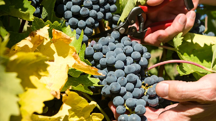 Syrah vs Shiraz: What’s the Difference?