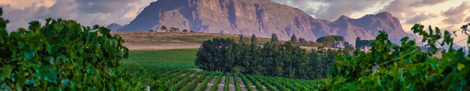 Discover South Africa’s Wine History and Regions