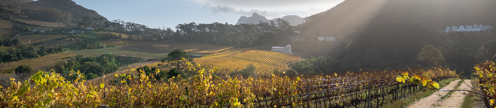 The Iconic Dessert Wine: Vin de Constance