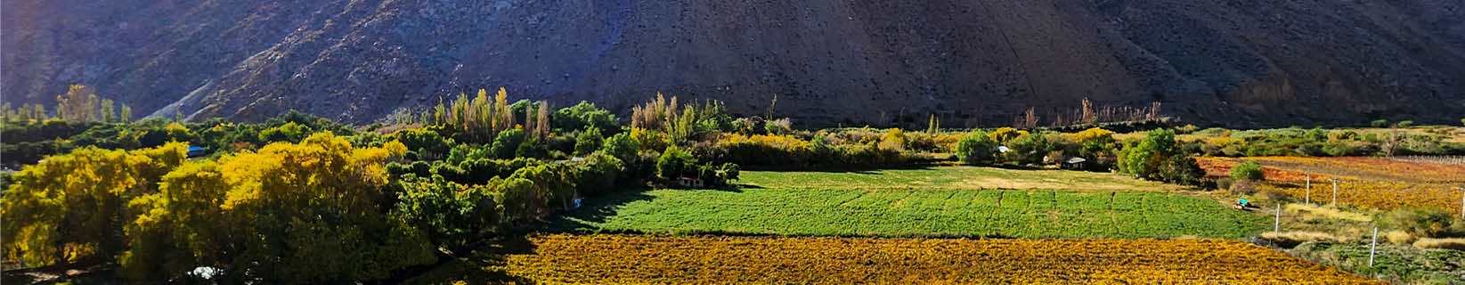 Discover Something Different: Unique Wine Regions