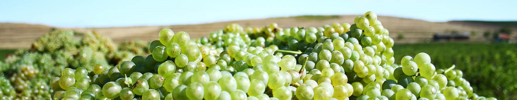 Grape of the Month: Sauvignon Blanc