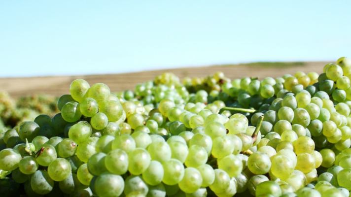 Grape of the Month: Sauvignon Blanc
