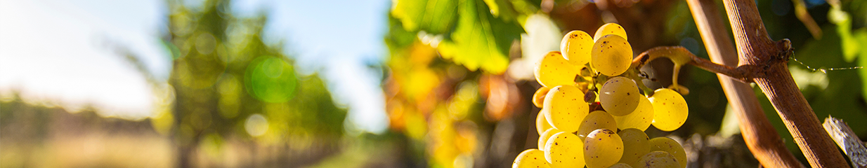 Understanding Chardonnay: A guide to the world’s most versatile grape