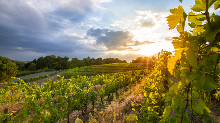 Understanding Chardonnay: A guide to the world’s most versatile grape