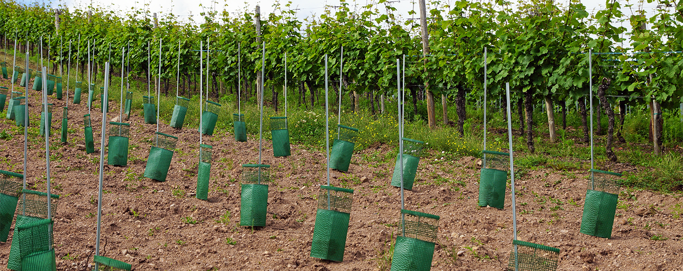 What is Organic Wine?