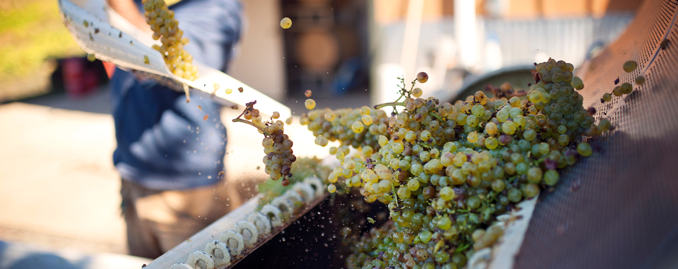 Is Organic Wine the Same as Natural Wine?