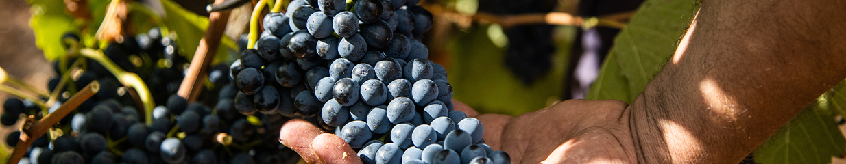 Organic Wine