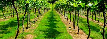 Wine Tourism: best vineyards in England