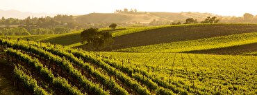 Majestic Guides: exciting styles of Sauvignon Blanc