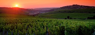 Majestic Guides: The best Sancerre wines and wineries to drink at home