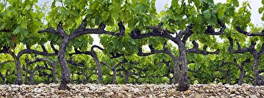Inside Knowledge: what is terroir and how does it affect the taste of your wine?