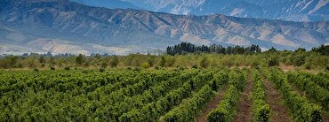 Majestic Guides: the best Mendoza wines and wineries to drink at home