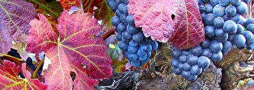 Majestic Guides: Primitivo vs Zinfandel - what is the difference?