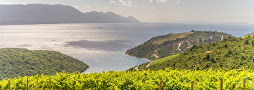 Majestic Guides: Wine Club Geography series: Part 3: Coastal vines - how does proximity to the sea change my wine?