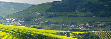 Majestic Guides: German Wines and Wine Regions