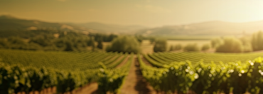 Goldwater Sauvignon Blanc: A Returning Customer Favourite