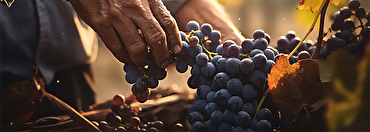 Exploring Organic Wines: A Deeper Look