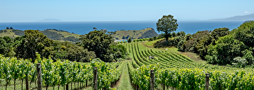 Wine Tourism: A journey through New Zealand