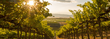 Wine Tourism: Discover North America