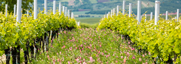 Understanding the differences between organic, sustainable, and biodynamic wines