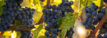 Why You Should Rediscover Merlot