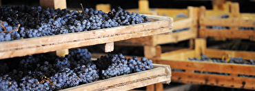 Amarone vs Valpolicella: An Italian Wine Lover’s Guide to Venetian Reds