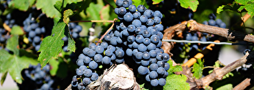 Syrah vs Shiraz: What’s the Difference?