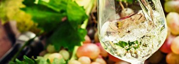 The Rising Stars of Riesling: Why this Grape is a spring must-try