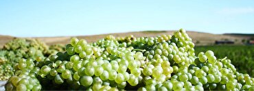 Grape of the Month: Sauvignon Blanc
