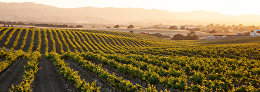 A taste of California: What you need to know about this iconic wine region