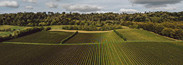 Celebrate English Wine Week with Majestic!