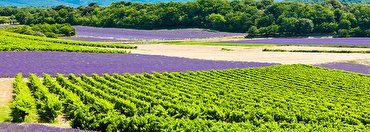 Discover The Elegance of Provence Rosé with Mariselle.